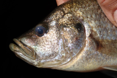 Serranochromis angusticeps