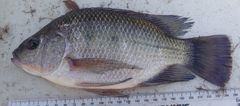 Oreochromis andersonii