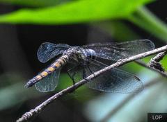 Brachydiplax sobrina