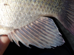 Oreochromis andersonii