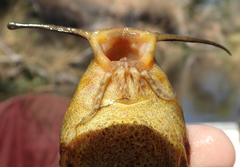 Synodontis vanderwaali
