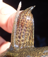 Synodontis vanderwaali