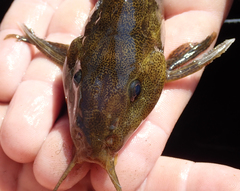 Synodontis vanderwaali
