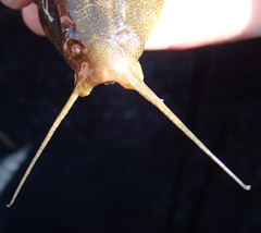 Synodontis vanderwaali