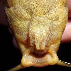 Synodontis vanderwaali