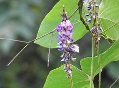 Pueraria montana lobata