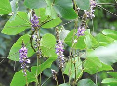 Pueraria montana lobata