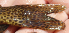 Synodontis vanderwaali