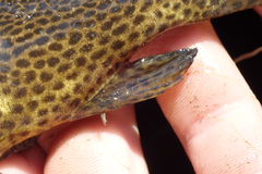 Synodontis vanderwaali