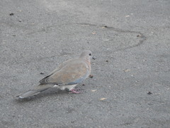 Streptopelia senegalensis