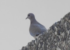 Streptopelia senegalensis