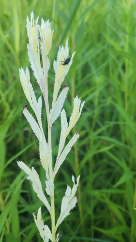 Crestamento-bacteriano (Pseudomonas syringae pv. garcae)