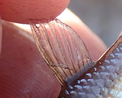 Enteromius paludinosus