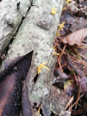 Calocera furcata