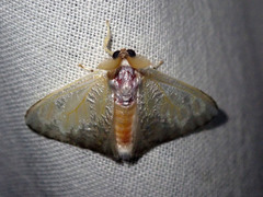 Arctornis marginalis