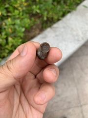 Cyclophorus martensianus