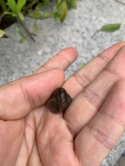 Cyclophorus martensianus