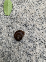 Cyclophorus martensianus