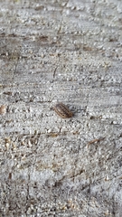 Armadillidium nasatum