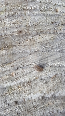 Armadillidium nasatum