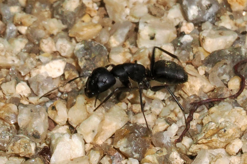 深黑弓背蚁Camponotus aterrimus