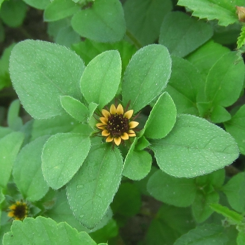 Sanvitalia ocymoides, photograph 5