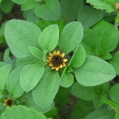 Sanvitalia ocymoides, photograph (c) Pablo F. Domínguez, some rights reserved (CC BY)