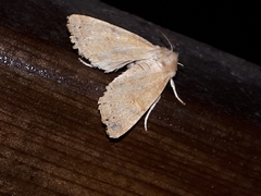 Xanthia ocellaris