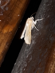 Xanthia ocellaris