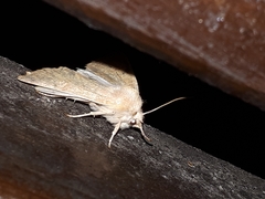 Xanthia ocellaris