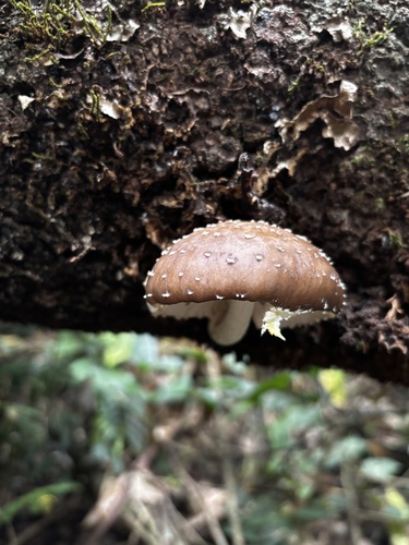 Oudemansiella cubensis