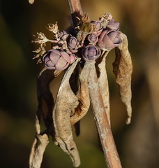 Hylotelephium verticillatum