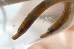 Nerophis lumbriciformis