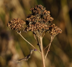 Hylotelephium verticillatum