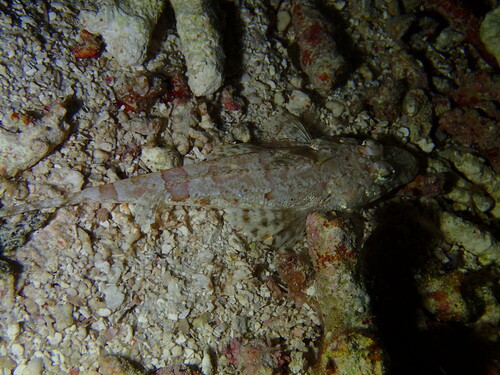 Spotfin flathead (Onigocia pedimacula) — Platycephalidae — 5