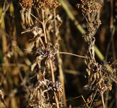 Hylotelephium verticillatum