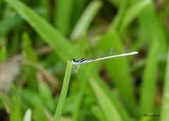 Agriocnemis lacteola