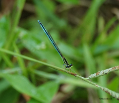 Agriocnemis lacteola