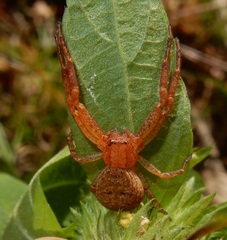 Xysticus funestus