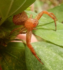 Xysticus funestus