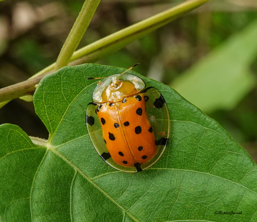 Sweetpotato Leaf Beetle photo 4