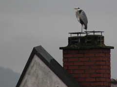 Ardea cinerea