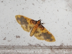 Pachynoa thoosalis
