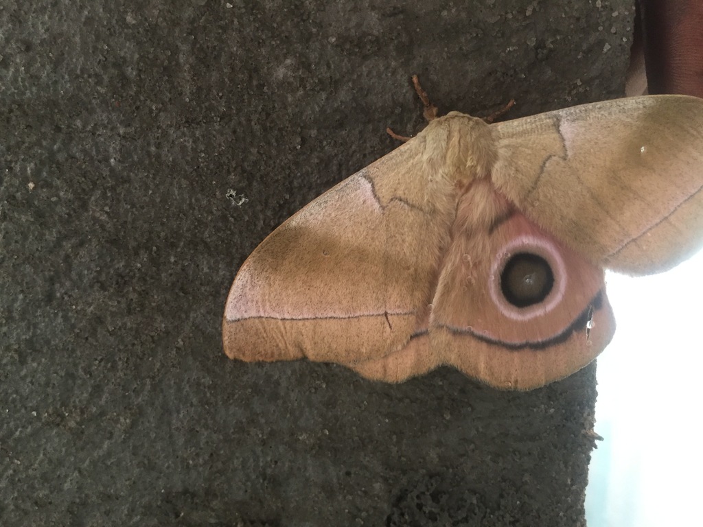 Imbrasia vesperina