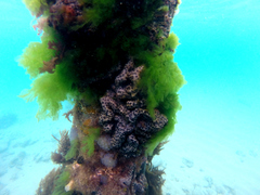 Aplidium lunacratum