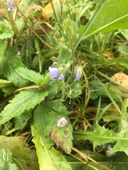 Veronica chamaedrys