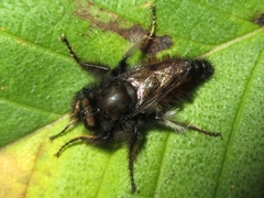 Cyrtopogonini