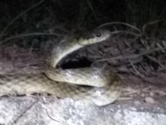 Madagascarophis colubrinus