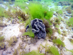 Aplidium lunacratum