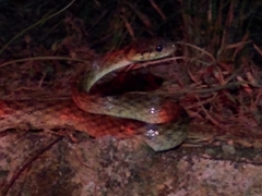 Madagascarophis colubrinus